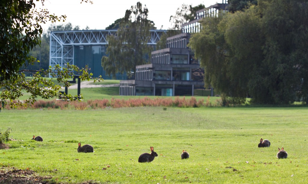 The UEA campus certainly had lots of bunnies! Image made available under CC BY-NC-SA 2.0 by PGBrown1987